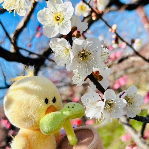 🐥白い花も梅干しになるの？
🌱うーん…説明がむずかしい……
