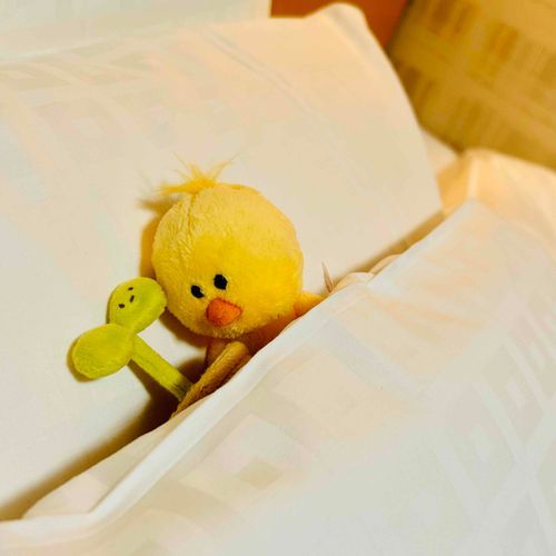 🐥知らない所で寝れないかも〜
🌱ひよちゃんはきっと大丈夫…