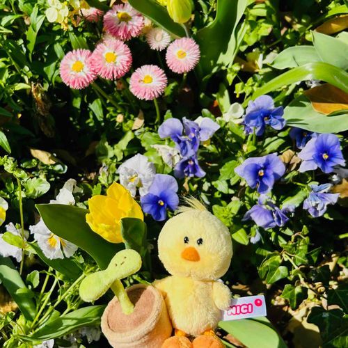 🐥眠くなってきた…
🌱言うと思った！！