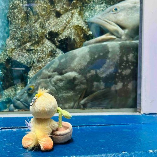 🌱水族館たのしいね〜
🐥……こんにちは！