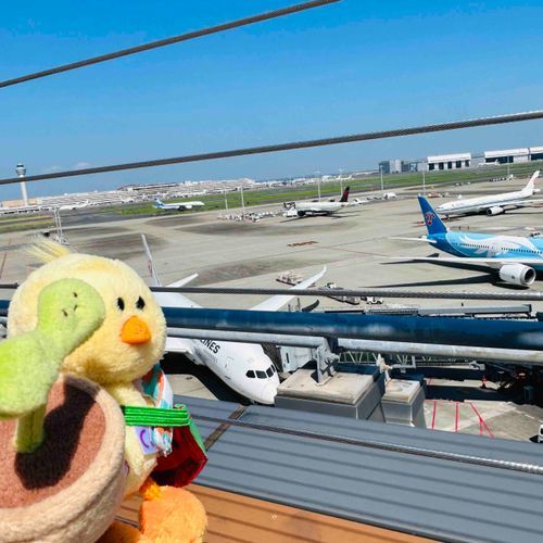 🐥ひこーき！乗るの？どこ行くの？
🌱いや……見に来ただけ……