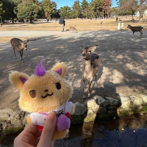 たぶん鹿せんべいだと思われているしおにん