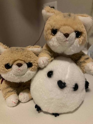 スナネコのこまちゃん（左）とスナコ（上）と遊んだしまえ