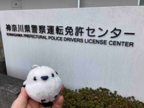 免許更新に付き添ったガラナ