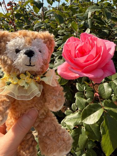 バラ園に行って来たよ🌹
とっても綺麗💓