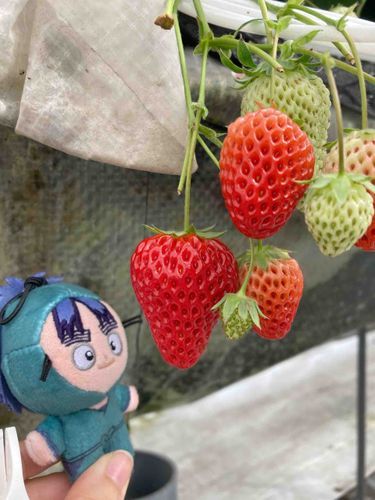 いちごだよ🍓✨