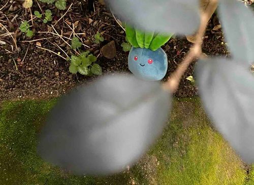 あっ！野生のナゾノクサが…？