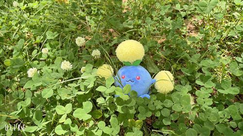 シロツメクサの花が咲いたらさぁ行こうワタ子〜🍀