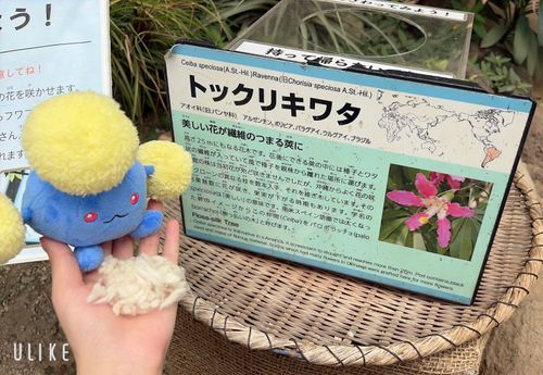 ワタはワタでもこちらは違うワタだね☁️☁️