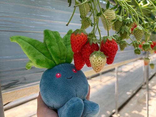 イチゴノクサ🍓
たらふく食べたぞい