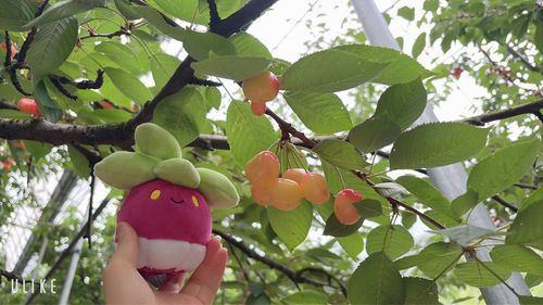 アマカジ が あらわれた…！🍒