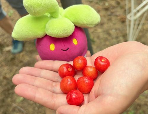 さくらんぼ美味しそうだよね🍒