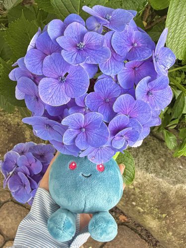 アジサイノクサ💙💜