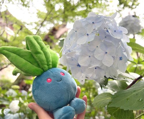 紫陽花見に行ったよ💠