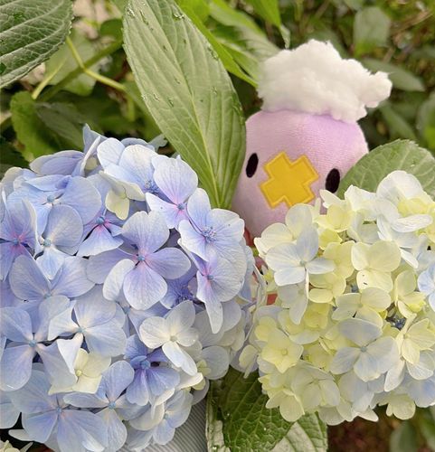 隙間からのフワンテ |˙꒳​˙) ﾁﾗｯ