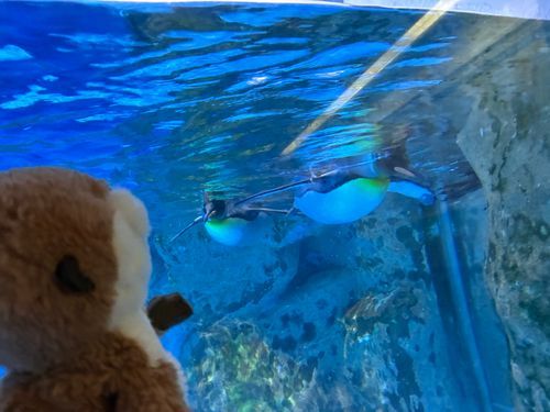 🦫「水族館おもしろかった〜ちょっと入りたくなっちゃった☺️」