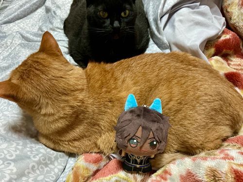 ねこちゃん大集合