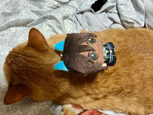 ホワホワですね……