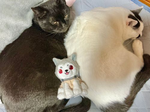 雨の日は眠い💤