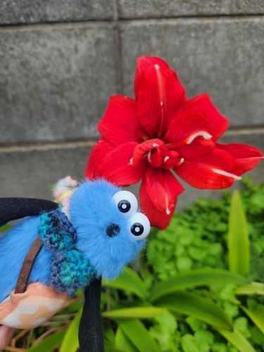 おにわのアマリリスが咲きはじめたよ✨
きれいだね～💙
