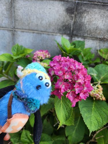 アジサイも色づいてきたね✨おにわがにぎやかになるね🥳