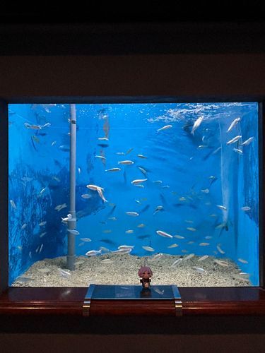 🐟🐟🐟