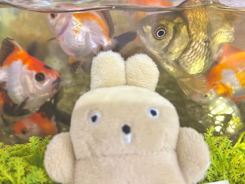 金魚パニック‼️