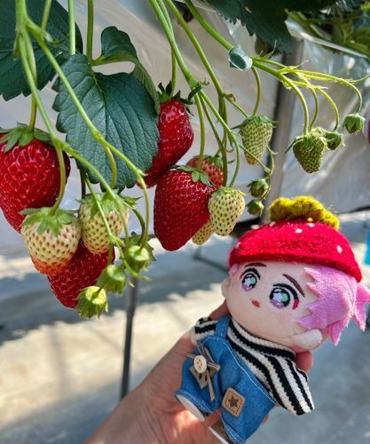 絶対絶対いっしょに来たかったイチゴ狩り🍓🍓🍓