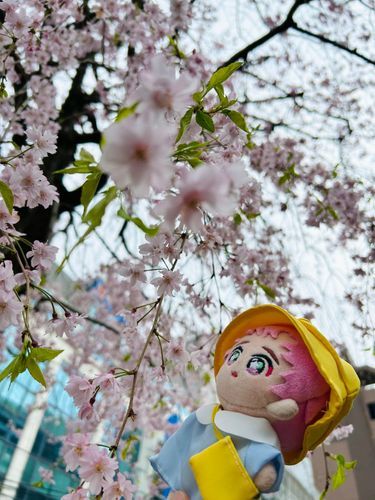 この度はご入園おめでとうございます🌸