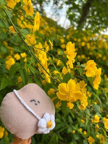ヤマブキ綺麗