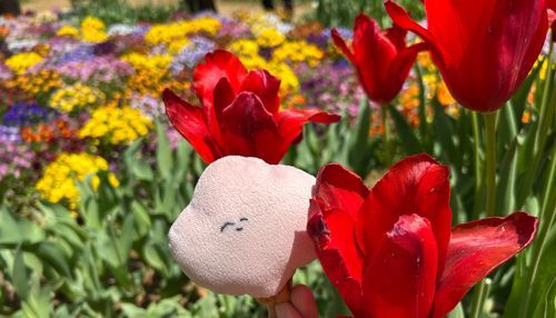 チューリップ畑で会いましょう🌷