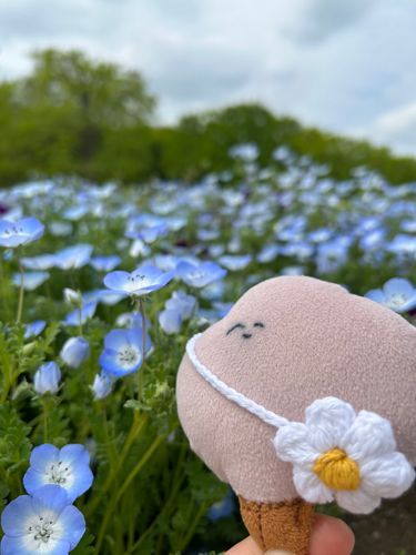 ネモフィラかわいい