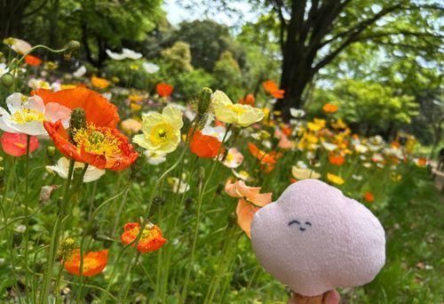 愛されポピー