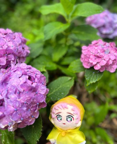 紫陽花たろ☔️