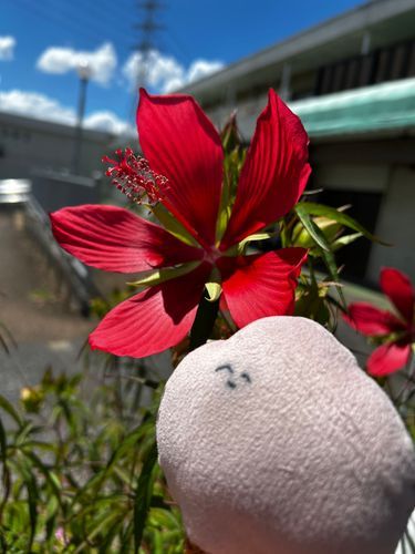 🌺