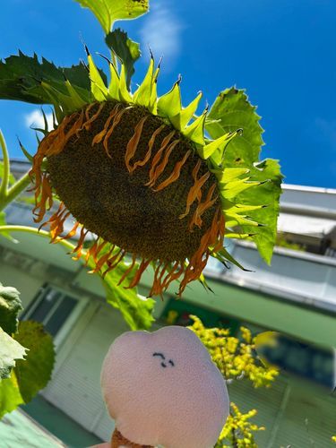 しおしお🌻