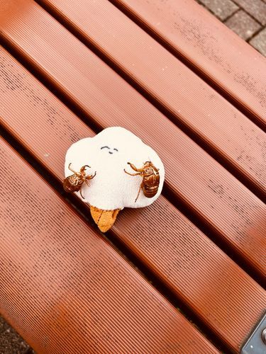 ちんくりの夏…