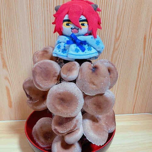 しゅうかく。にかあめ。
たくさん、そだった✨️