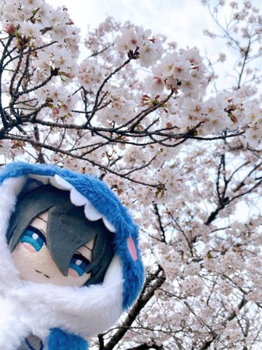早咲きの桜が咲いてた。作成者、お花見するのかな？