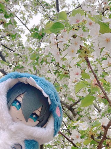 お花見してきた。桜が満開で凄く綺麗だった。
フランクフルトは作成者がマスタード抜きにしてくれたからおすそ分けして貰った
