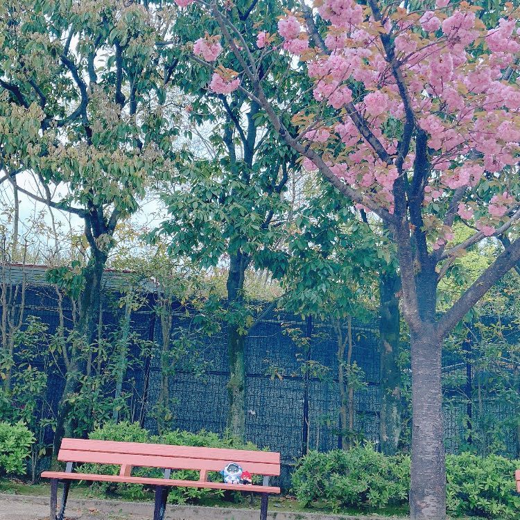 八重桜も咲いたね。最後の桜が咲いて、春ももうすぐ終わるんだね…ちなみに、八重桜は普通の桜とは違って花の額ごと落ちるから、綺麗なものを拾って水に浮かべて飾っても綺麗だよ