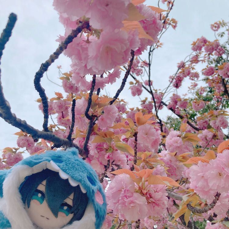 八重桜も咲いたね。最後の桜が咲いて、春ももうすぐ終わるんだね…ちなみに、八重桜は普通の桜とは違って花の額ごと落ちるから、綺麗なものを拾って水に浮かべて飾っても綺麗だよ