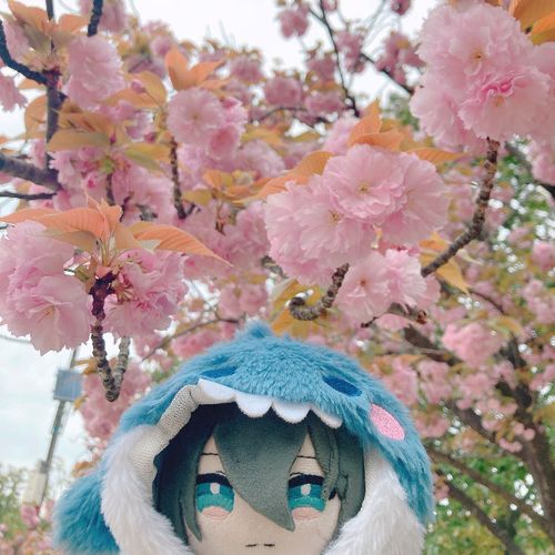 八重桜も咲いたね。最後の桜が咲いて、春ももうすぐ終わるんだね…ちなみに、八重桜は普通の桜とは違って花の額ごと落ちるから、綺麗なものを拾って水に浮かべて飾っても綺麗だよ