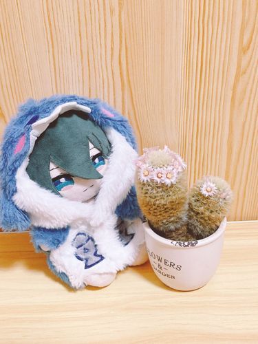 サボテンの花が咲いた。サボテンの花ってこんな感じなんだね…
花冠を付けてるみたいで可愛いね