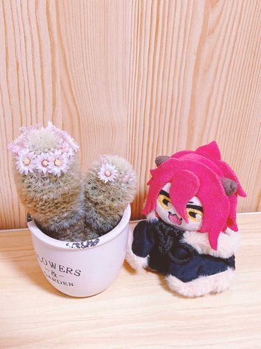 サボテンさいたゃ！

