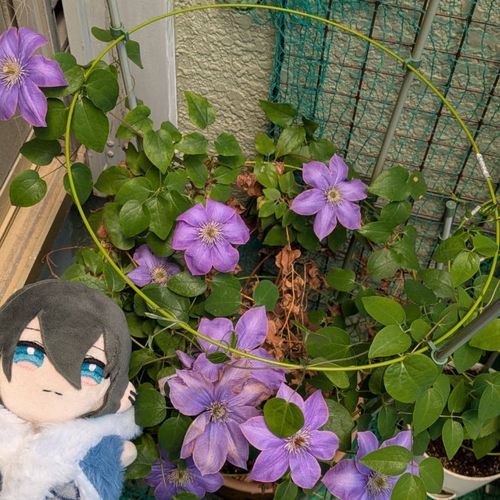 クレマチスが咲いたよ。
晴れるのを待ってたせいで少し花の見頃が過ぎてはいるけど、沢山咲いたね。