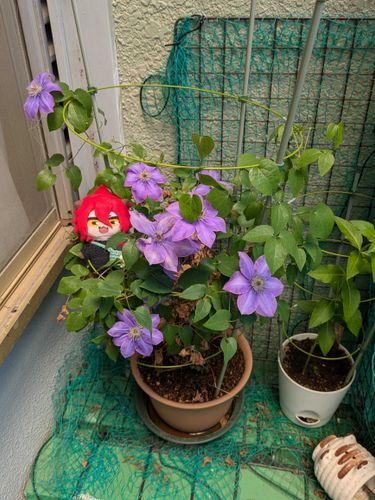 てっせん！

