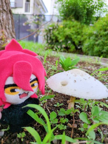 なんだこり
