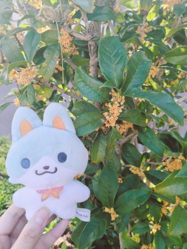 金木犀が咲いていました。秋らしい甘い香りがしました