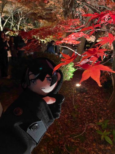 紅葉を見にきたよ〜🍁
すごい綺麗！！